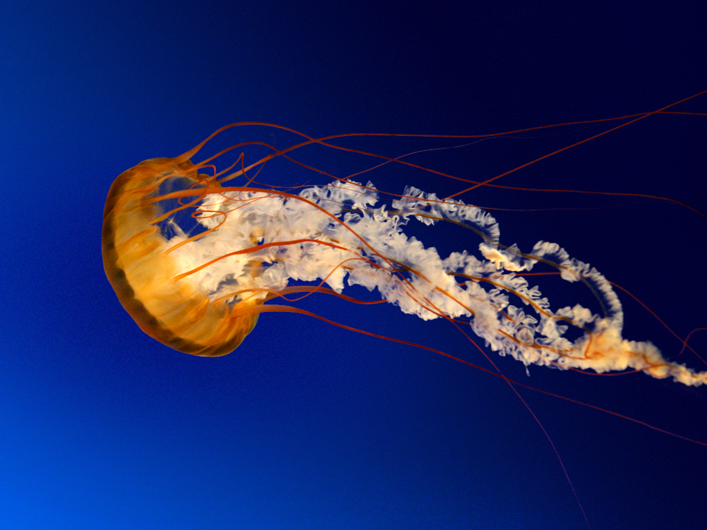 More about 1551335632_Jellyfish.jpg