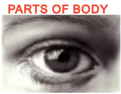 PARTS OF BODY