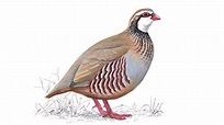tz Partridge