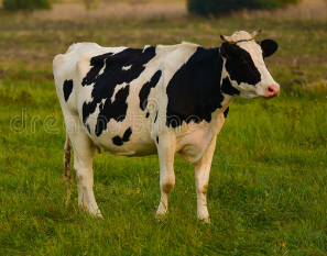 tz cow